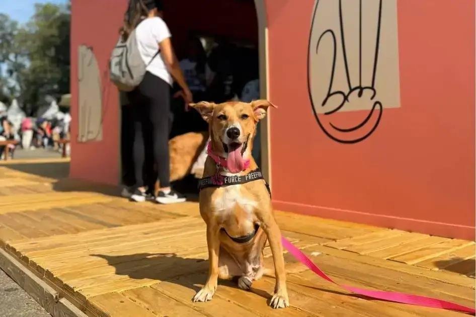 Au.Migos Pets celebra o dia mundial do vira-lata com campanha de adoção responsável